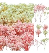 100Pcs Mini Dried Babys Breath Flowers Pink &amp; White, 5600+ Baby's Breath Bulk Bouquet, Natural Dr...