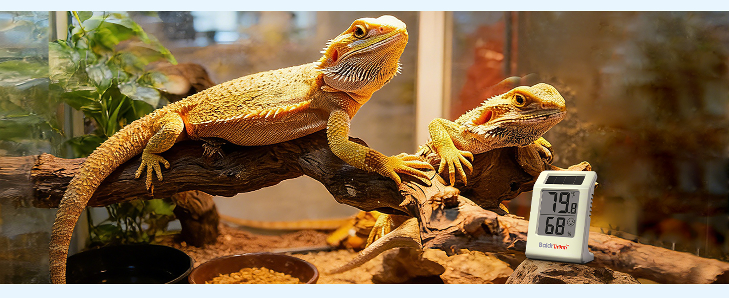 Indoor Room Thermometer