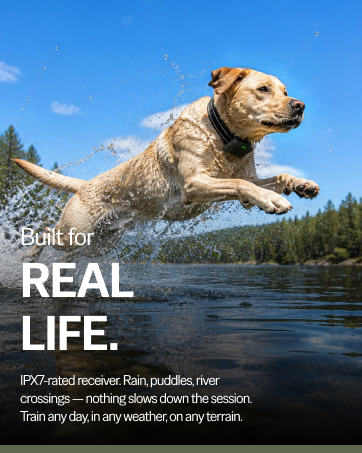 Labrador leaping into lake with water droplets frozen mid-air, wearing waterproof SafeShock collar