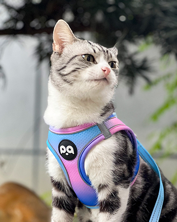 cat harness leash set