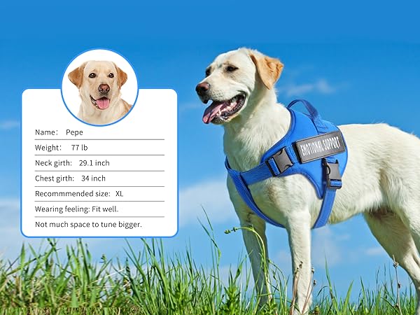 S size dog harness wearing feeling