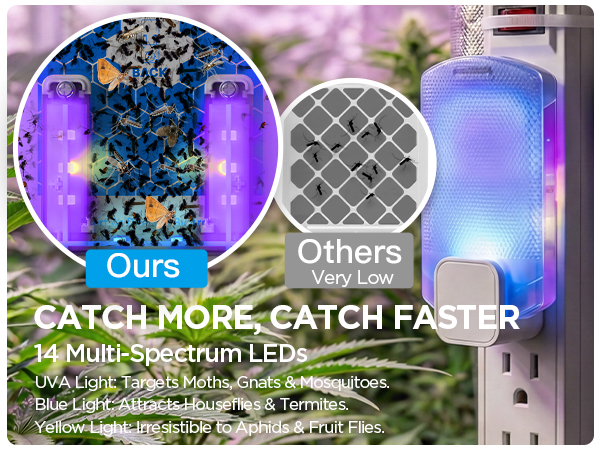 fly killer gnat killer plug in best safe electric flying insect trap fruit fly bug blue UV light