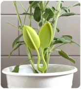 Peleg Design Leafers Herb Scissors Set, Multipurpose Plastic Cutting Shears for Snipping Herbs, G...