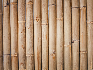 Bamboo