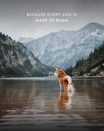 Because every dog deserves to roam