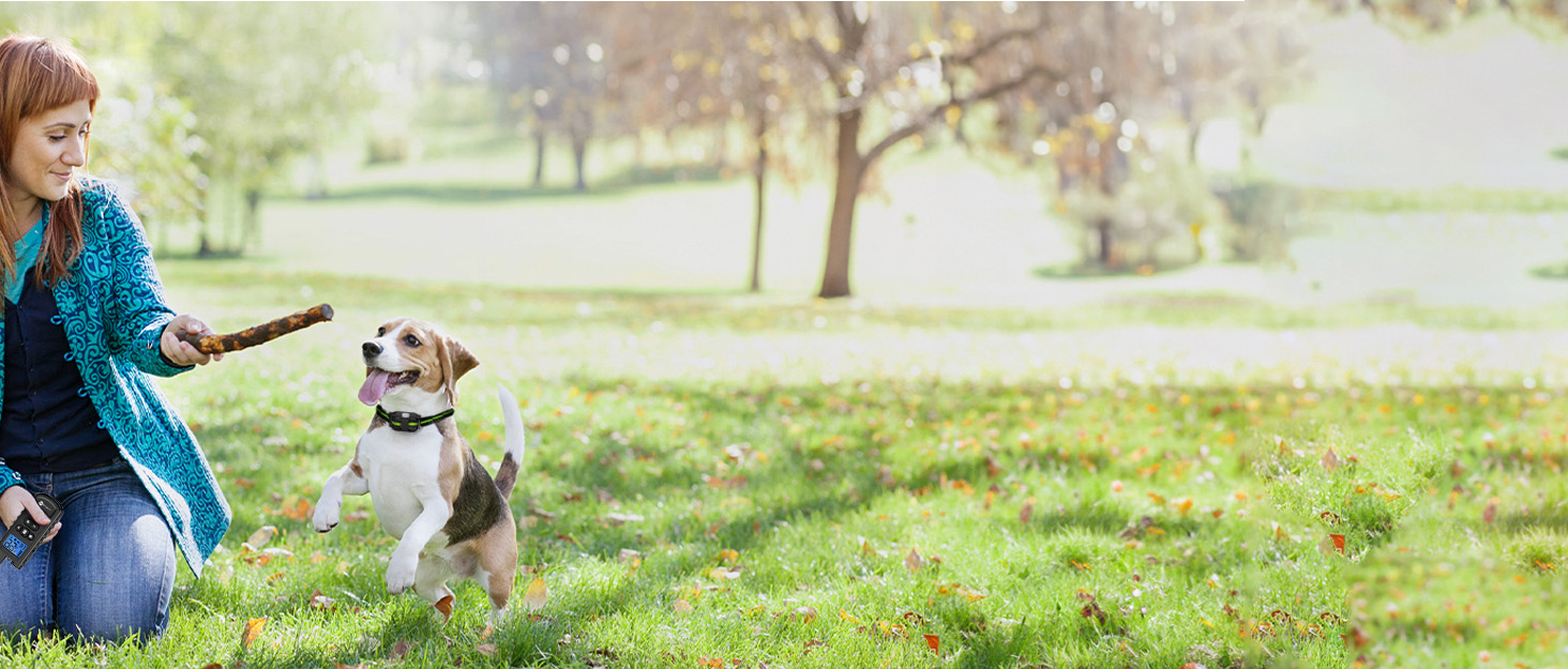 shock collar for dogs