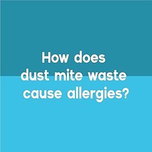 How Does Dust Mite Waste Cause Allergies Image