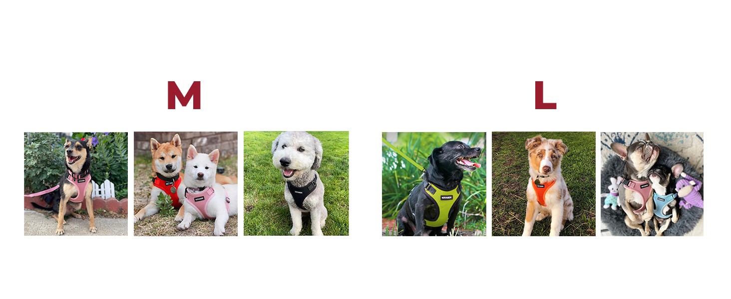 sturdy dog harness