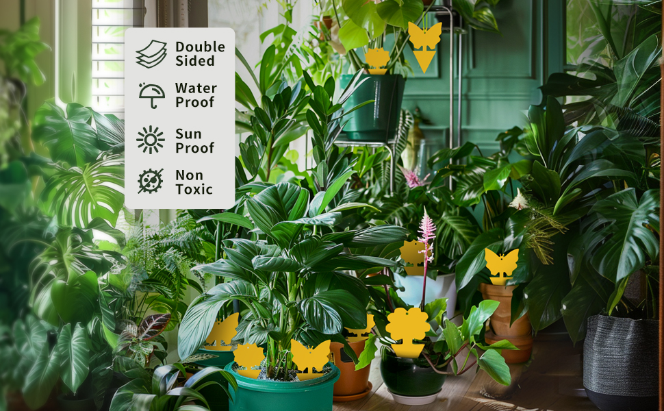 Beautify Plants and Pots