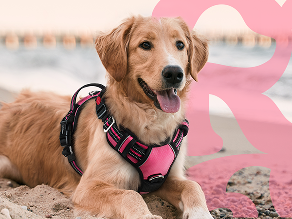 dog harness