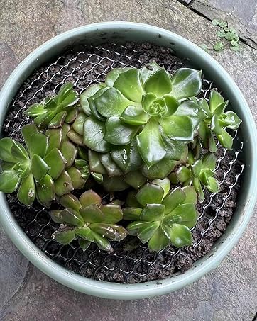 pot