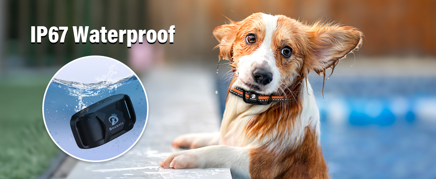 dog shock collar
