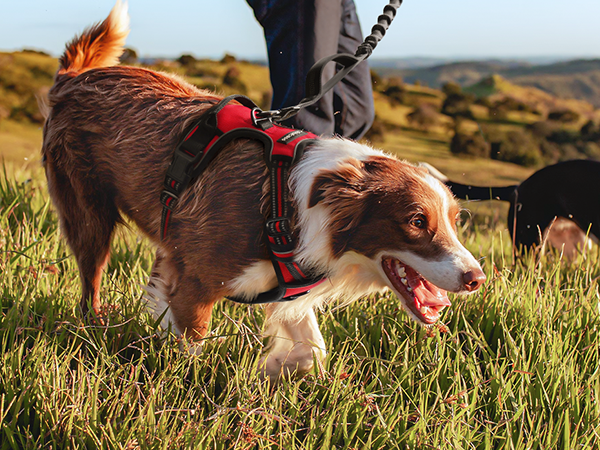dog harness