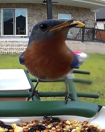 bird feeder with camera