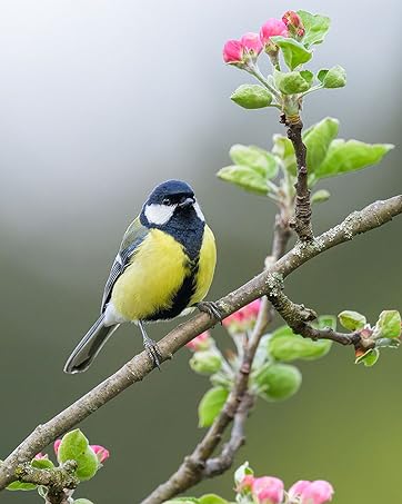 bird feed no mess