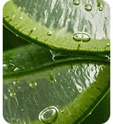 Mild &amp;amp;amp; Moisture Aloe Vera Gel