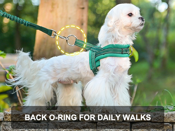 dog harness small sized dog