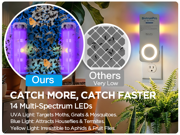 fly killer gnat killer plug in best safe electric flying insect trap fruit fly bug blue UV light