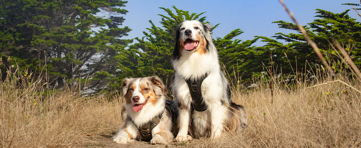 dog harness
