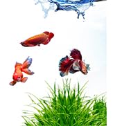 aquarium accessories