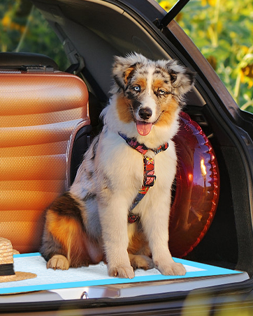 puppy pads