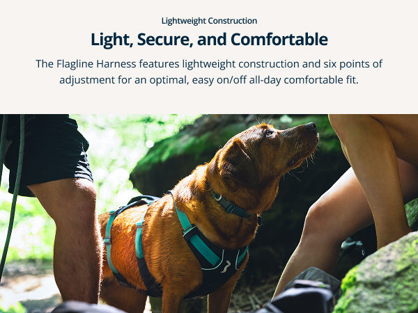 XL dog harness with padded support, great for hiking, lifting, and everyday use.