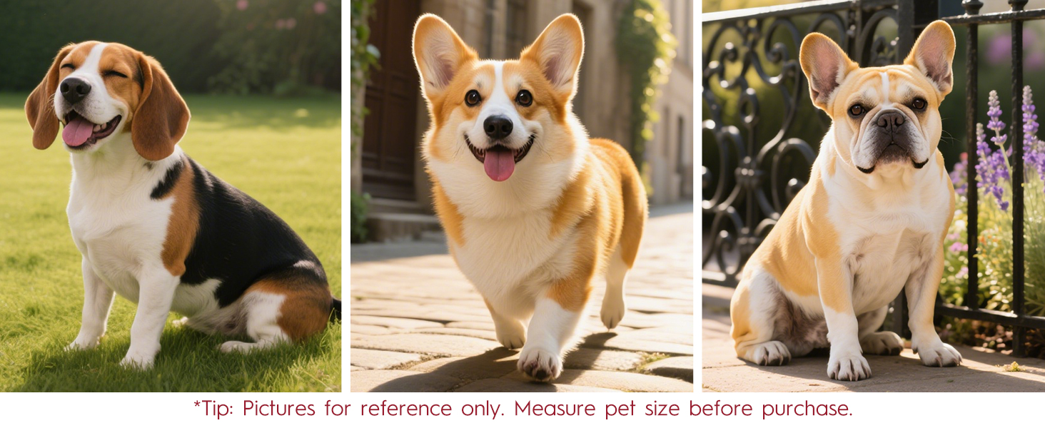 Bruvoalon Dog Harness Comes with Precise Sizing for Small - Sized Dogs
