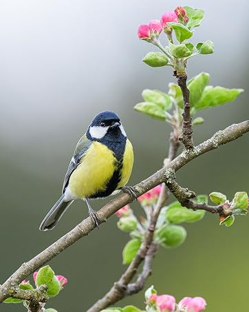 bird feed no mess