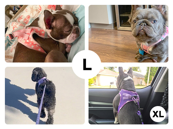 dog harness and leash set
