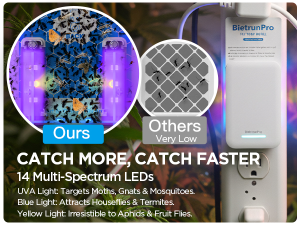 fly killer gnat killer plug in best safe electric flying insect trap fruit fly bug blue UV light