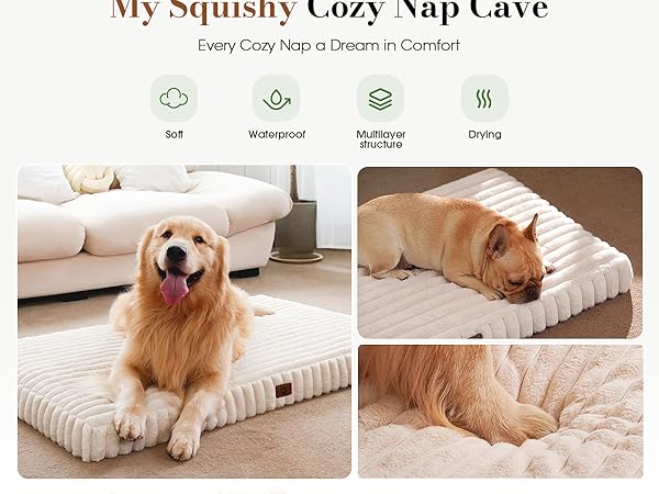 dog bed