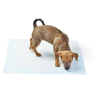 Tips for Training