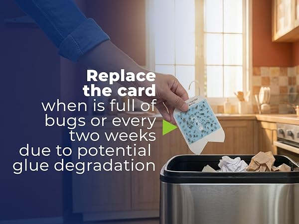 Refill Fly Traps