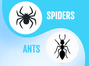 spiders ants