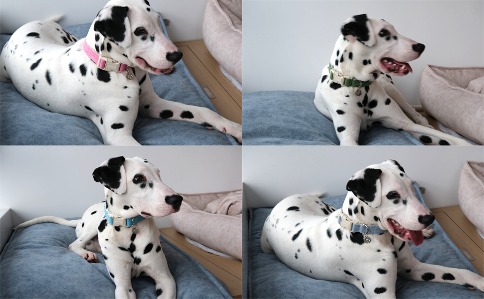 DOG COLLAR