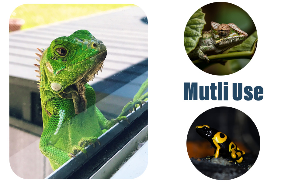 Green iguana on a surface, with two circular images: one of a frog and another of a yellow and black frog. Text 'Mutli Use' visible.