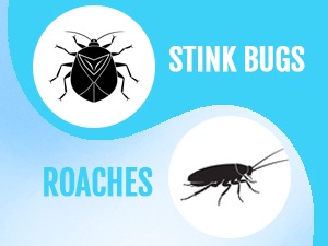stink bug roaches