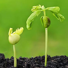 LED grow bulbs Faster growth