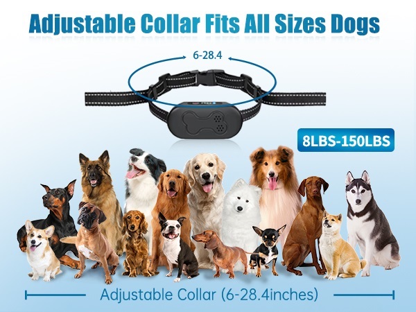 dog shockc collar