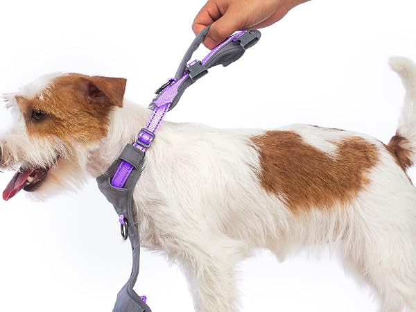 dog harness with handle 