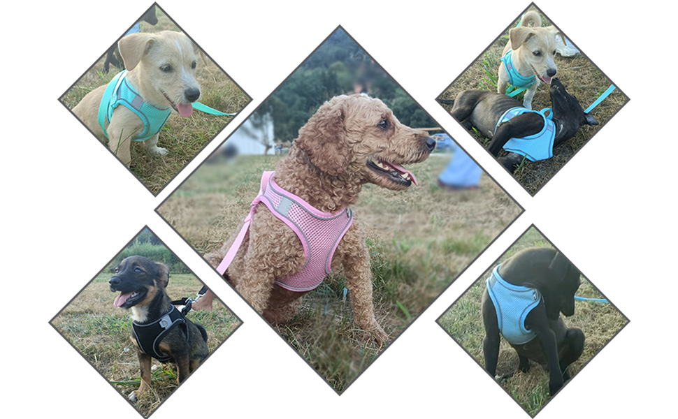 small puppy harness