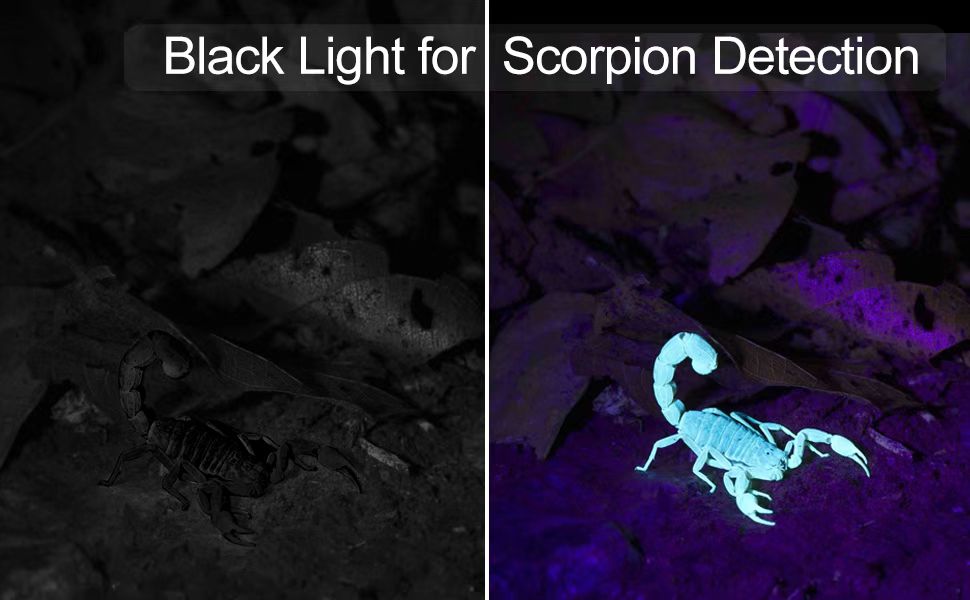 uv black light for scorpions