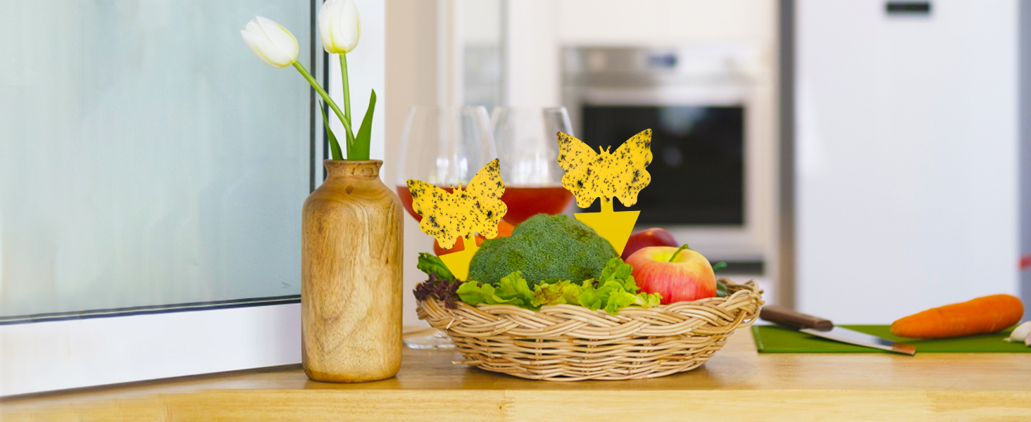 fungus gnat trap