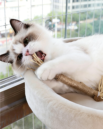 Silvervine stick for cats