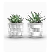 succulent plant