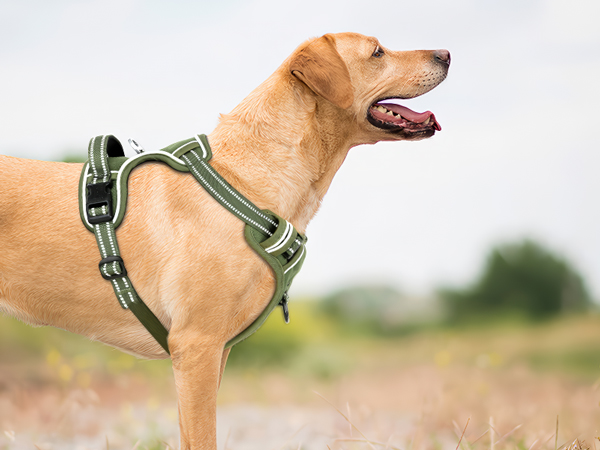 dog harness large size dog