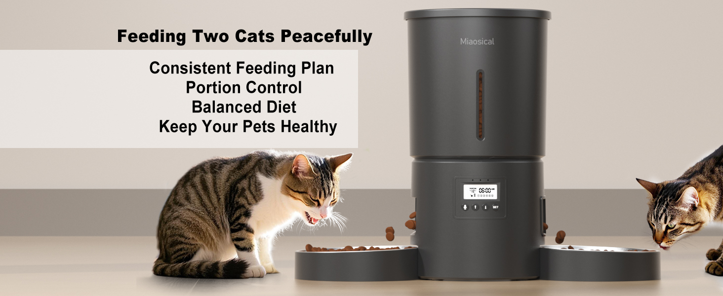 automatic dual cats feeder