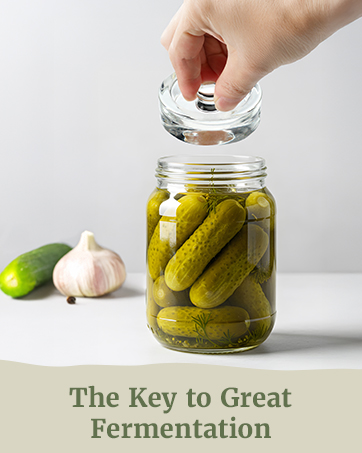 durable glass fermentation weights with vegetables and mason jars background