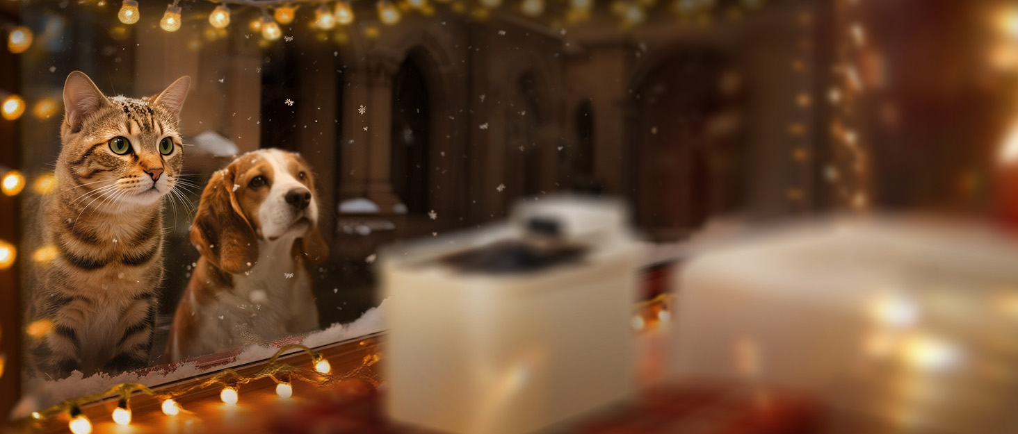 Wide panoramic shot showing a cozy indoor setting illuminated by warm string lights creating a bokeh effect. Soft focus creates atmospheric mood lighting.