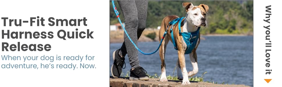 Dog walking next to owner while wearing the Tru-Fit Smart Harness Quick Release